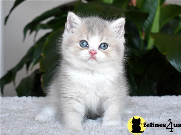 thechubbyfacedcat Picture 1